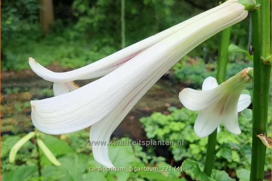Cardiocrinum giganteum