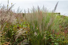 Calamagrostis brachytricha