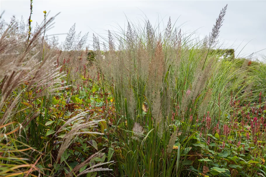Calamagrostis brachytricha