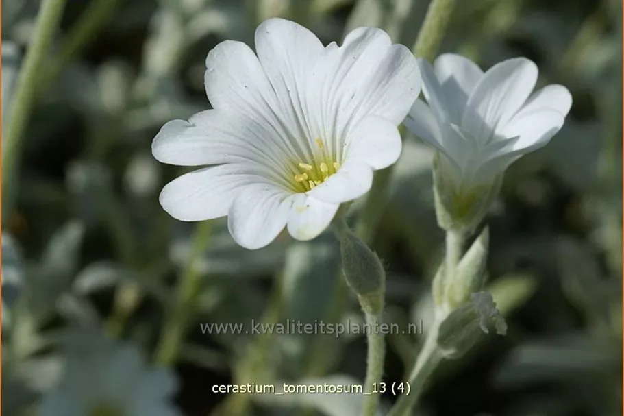 Cerastium tomentosum