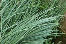 Carex panicea 'Pamira'