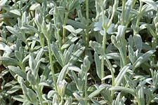 Cerastium tomentosum