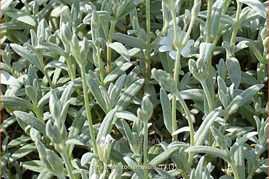 Cerastium tomentosum
