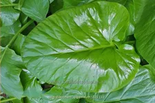 Cardiocrinum giganteum
