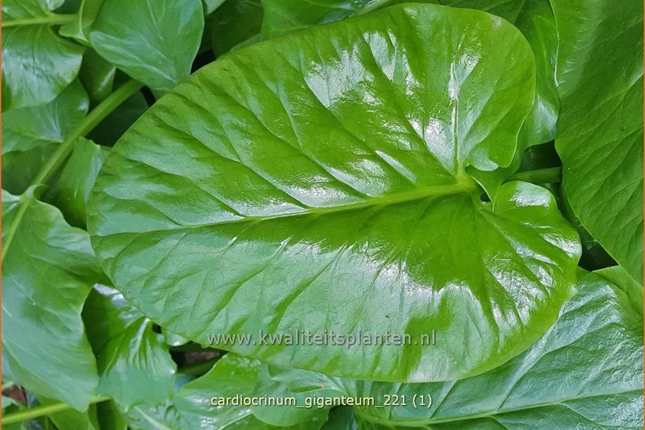 Cardiocrinum giganteum