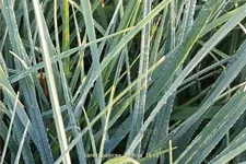 Carex panicea 'Pamira'