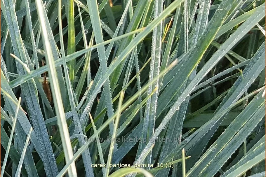 Carex panicea 'Pamira'