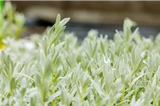 Cerastium tomentosum