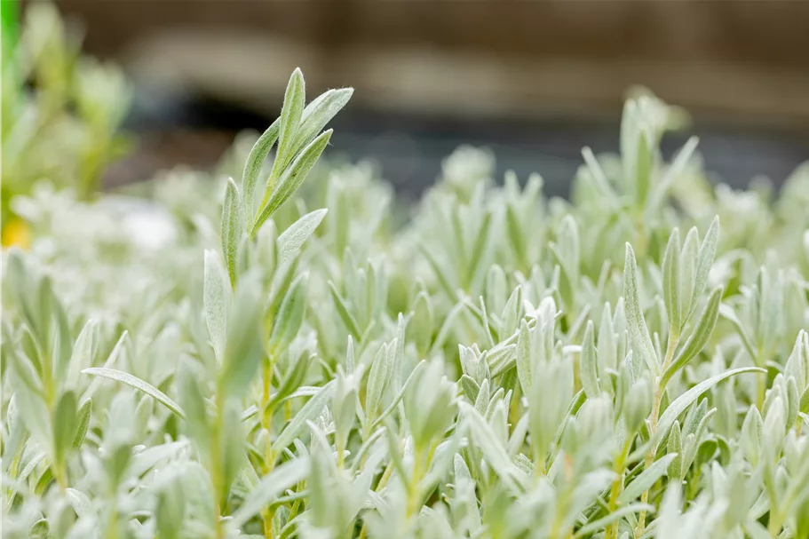 Cerastium tomentosum