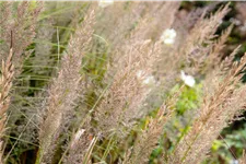 Calamagrostis brachytricha