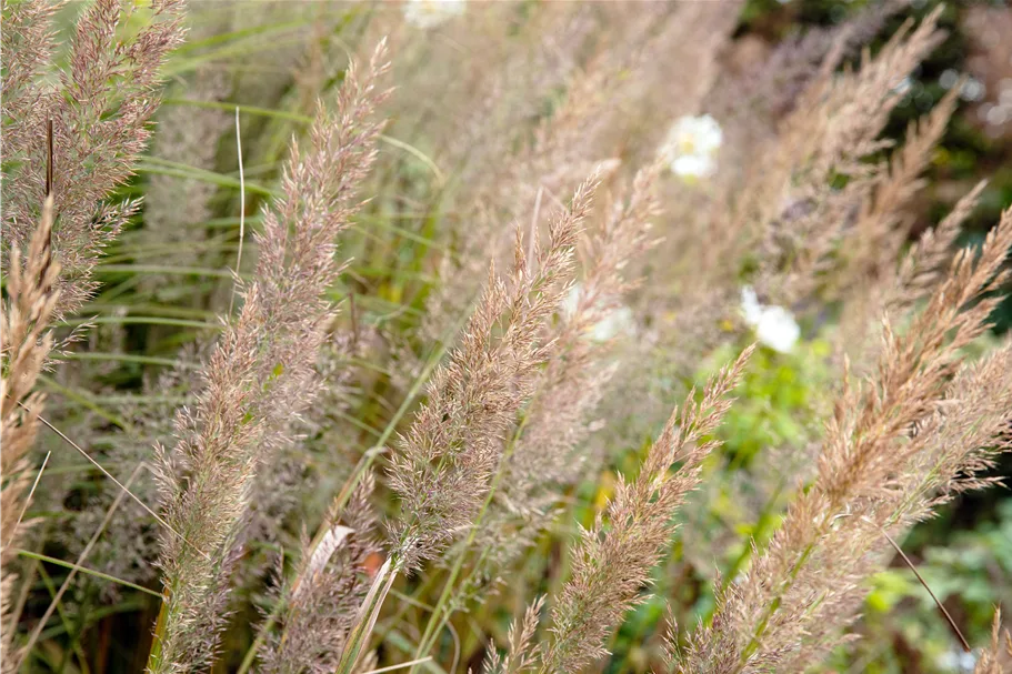 Calamagrostis brachytricha