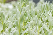 Cerastium tomentosum