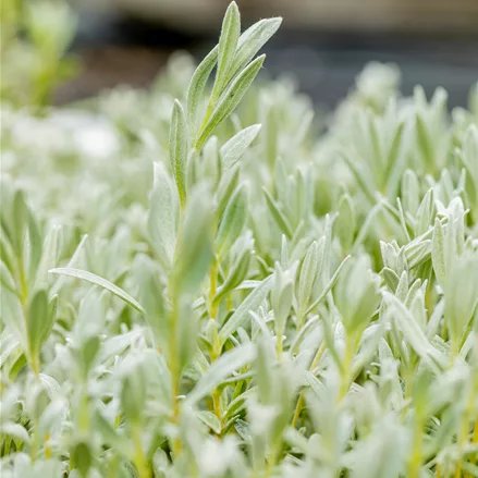 Cerastium tomentosum