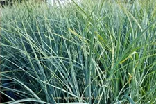 Carex panicea 'Pamira'
