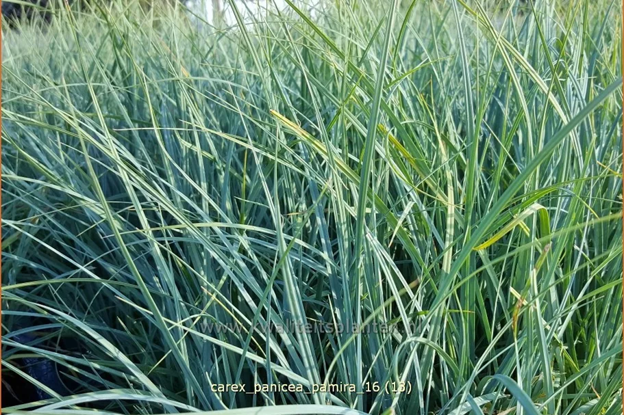 Carex panicea 'Pamira'