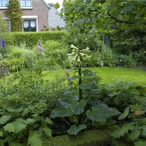 Cardiocrinum giganteum