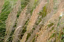 Calamagrostis brachytricha