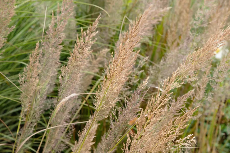 Calamagrostis brachytricha