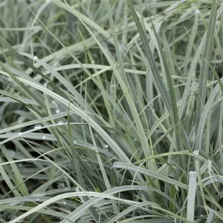Carex panicea 'Pamira'