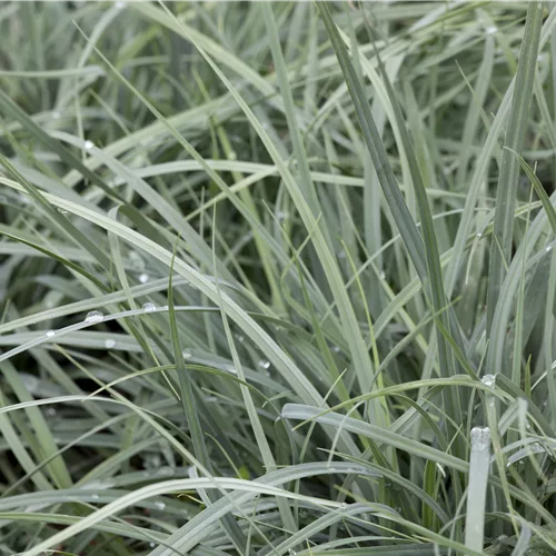 Carex panicea 'Pamira'