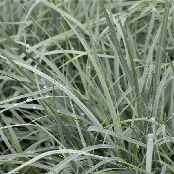 Carex panicea 'Pamira'