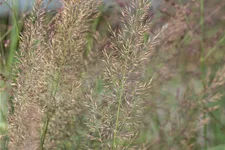 Calamagrostis brachytricha