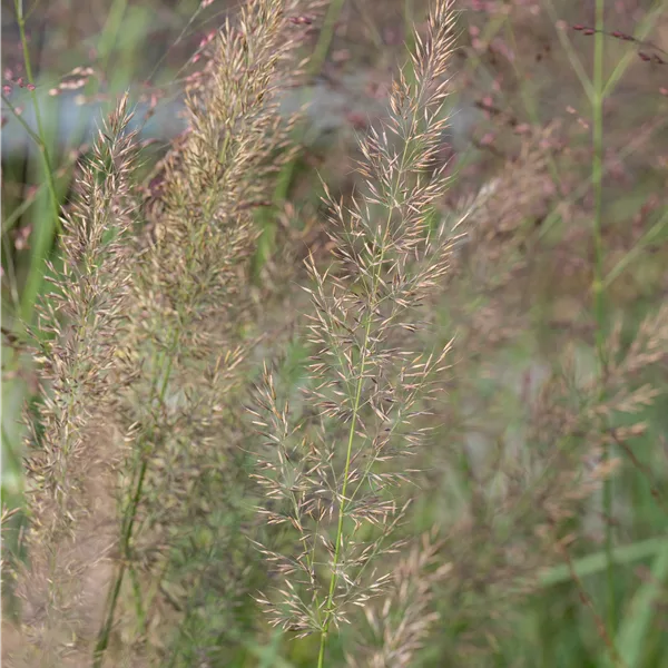 Calamagrostis brachytricha