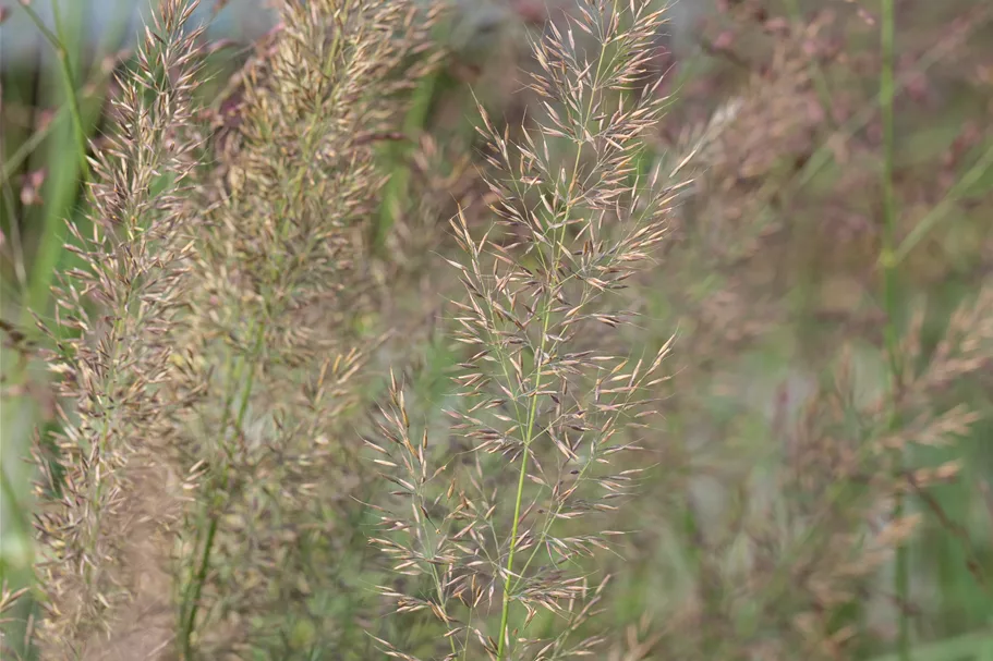 Calamagrostis brachytricha