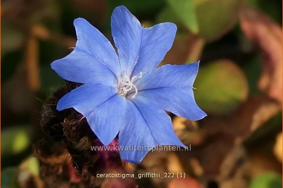 Ceratostigma griffithii