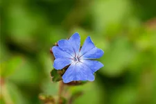 Ceratostigma griffithii
