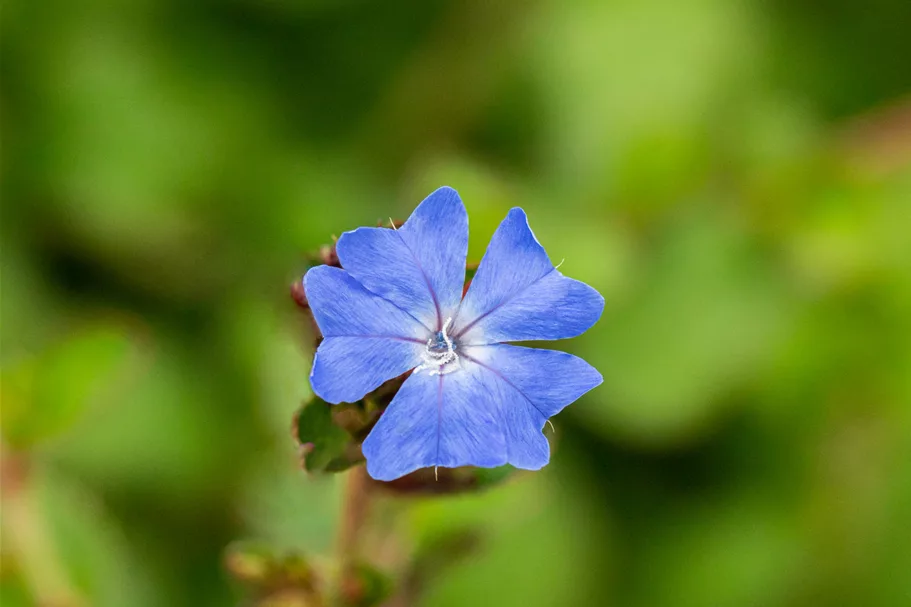 Ceratostigma griffithii