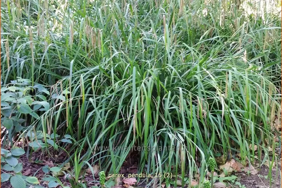Carex pendula