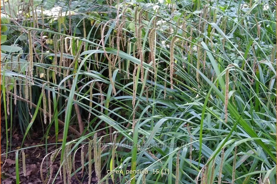 Carex pendula
