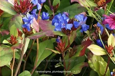 Ceratostigma plumbaginoides