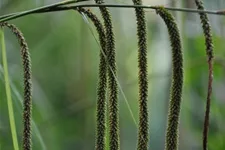 Carex pendula