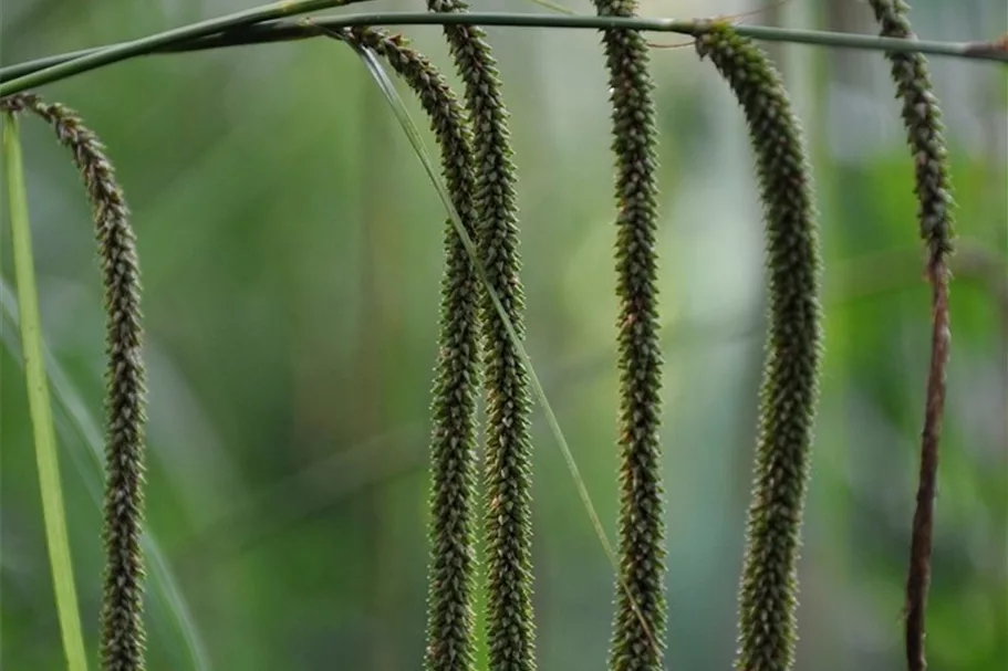 Carex pendula