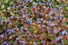 Ceratostigma plumbaginoides