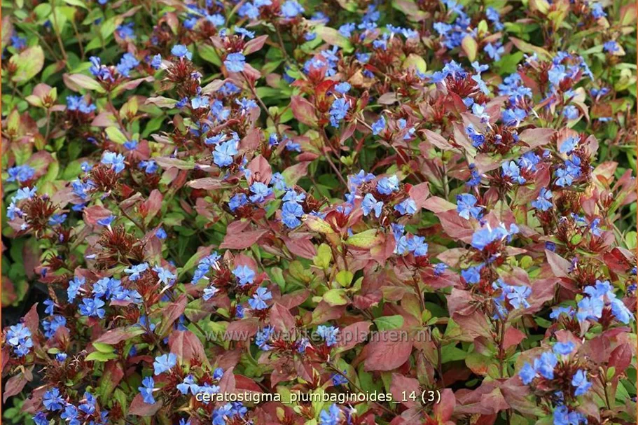 Ceratostigma plumbaginoides