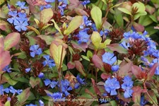 Ceratostigma plumbaginoides