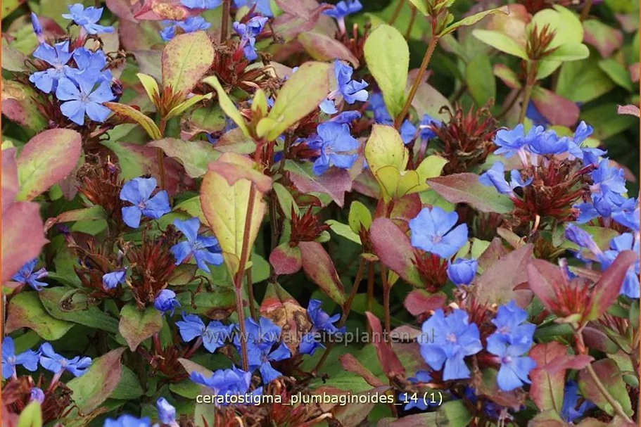 Ceratostigma plumbaginoides