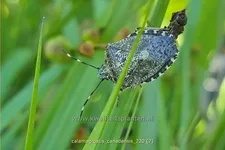 Calamagrostis canadensis