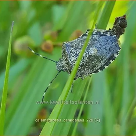 Calamagrostis canadensis