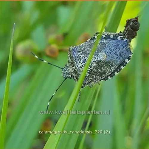 Calamagrostis canadensis