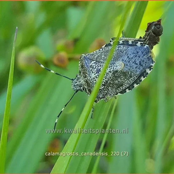 Calamagrostis canadensis