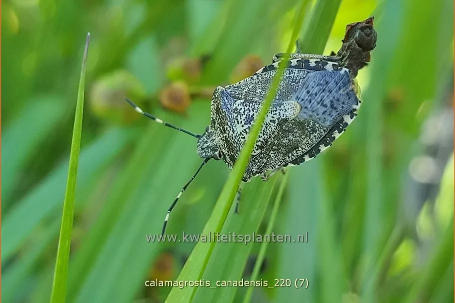 Calamagrostis canadensis