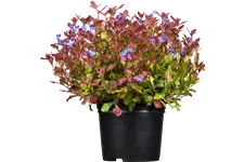 Ceratostigma plumbaginoides