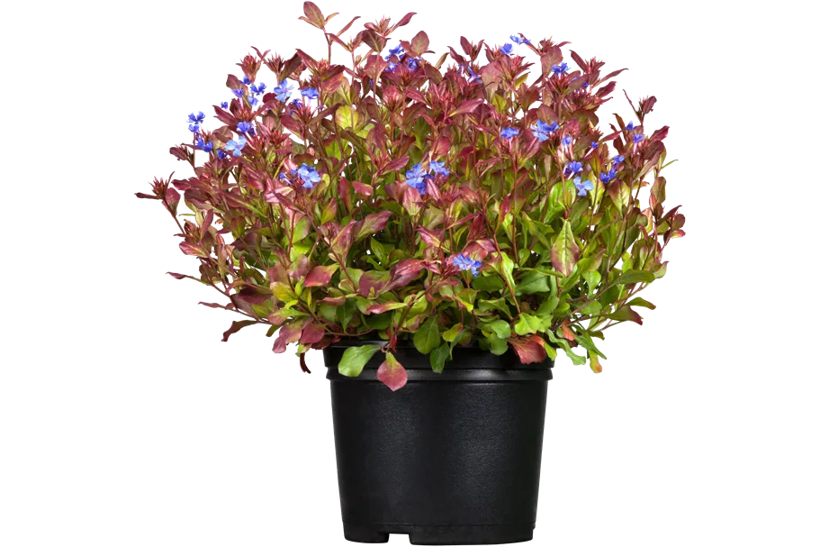 Ceratostigma plumbaginoides