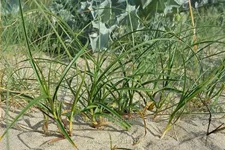 Carex arenaria