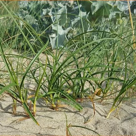 Carex arenaria