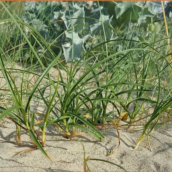 Carex arenaria